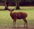 Cervus nippon-1 Cervus nippon-1